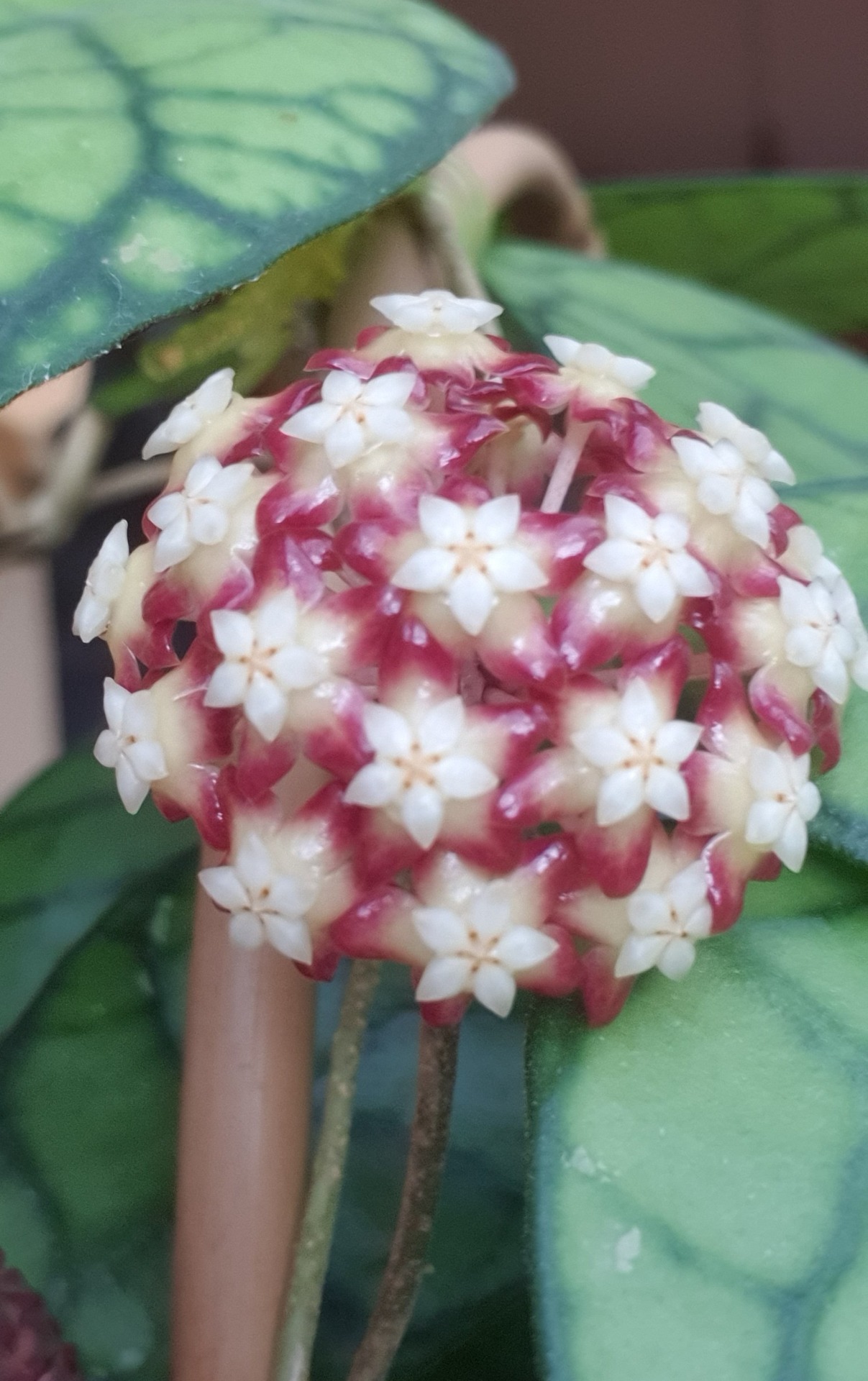 Hoya Callistophylla big leaves (Sabah, Borneo)